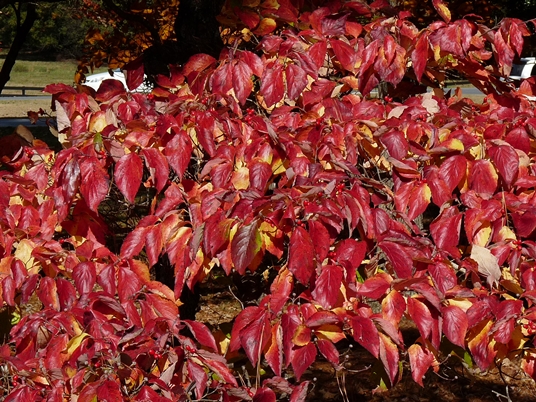 {Cornus florida}